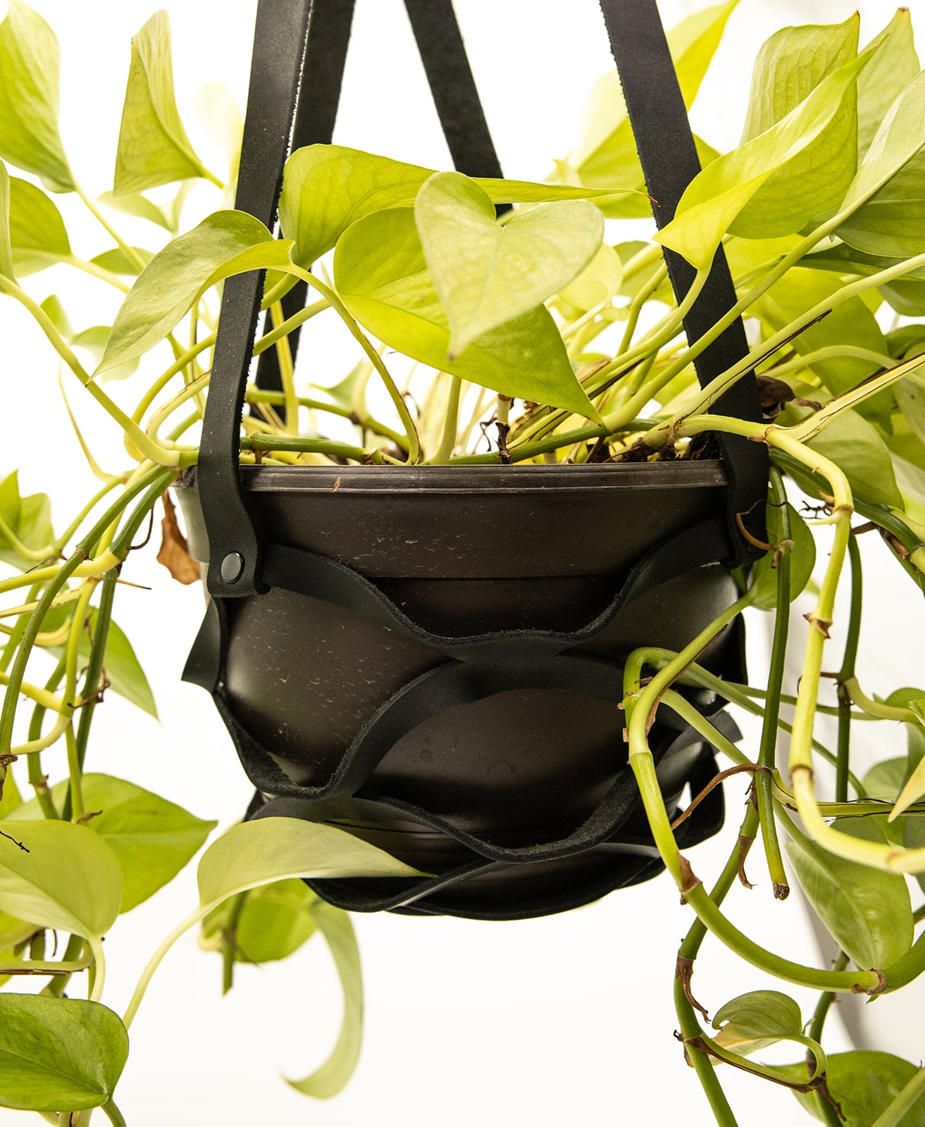 Leather Plant Holder